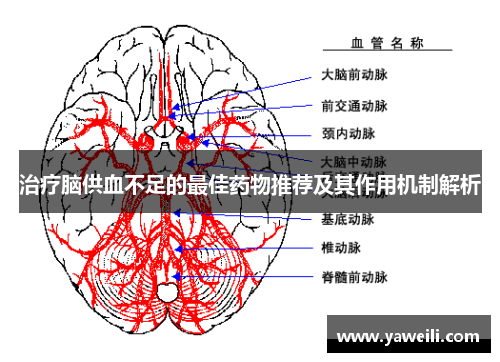 治疗脑供血不足的最佳药物推荐及其作用机制解析
