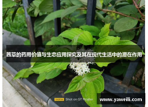茜草的药用价值与生态应用探究及其在现代生活中的潜在作用